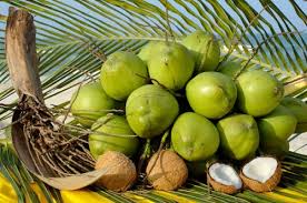 ĐỪNG LẠM DỤNG NƯỚC DỪA